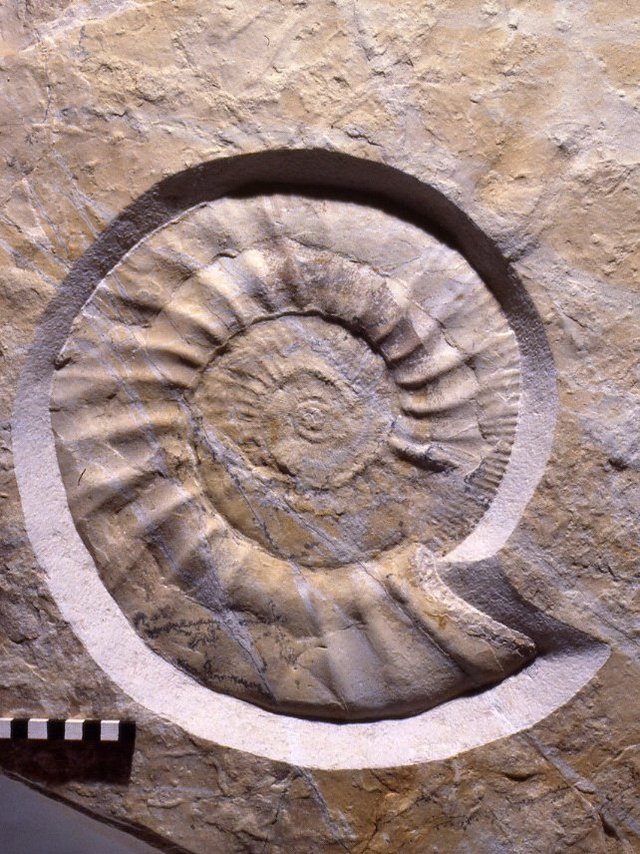 Ammonit Lithacoceras